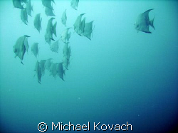 Spade fish over the inside reef at Lauderdale by the Sea by Michael Kovach 